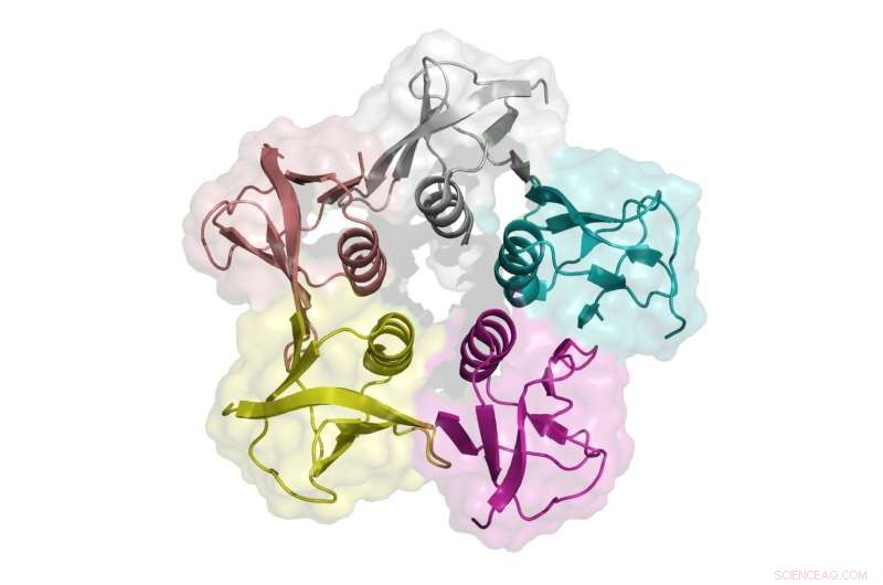 New Sugar-Coated Nanosheets Enable Precise Pathogen Targeting