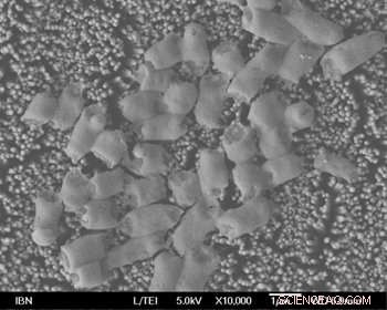 Dragonfly-Inspired Nanocoating: Instant Antibacterial Protection for High-Touch Surfaces