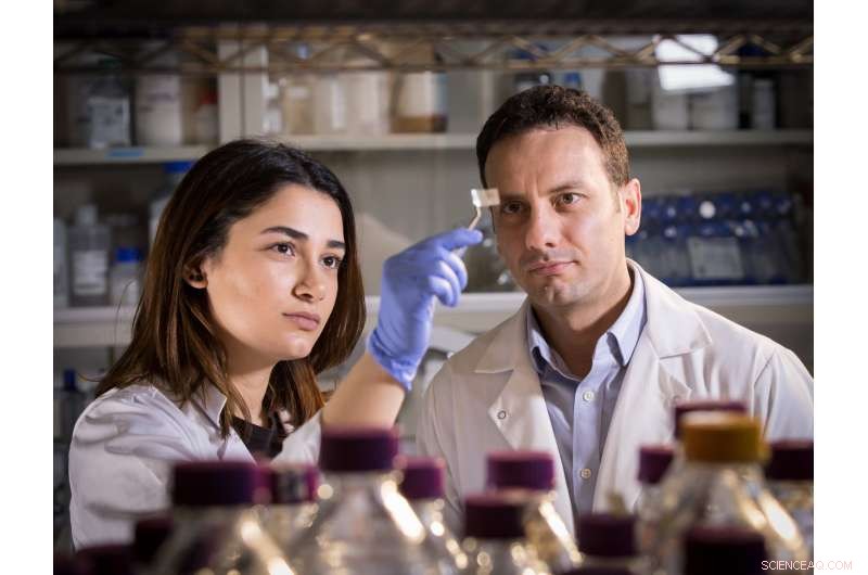 Transparent Patch Detects Foodborne Pathogens, Enhancing Packaging Safety