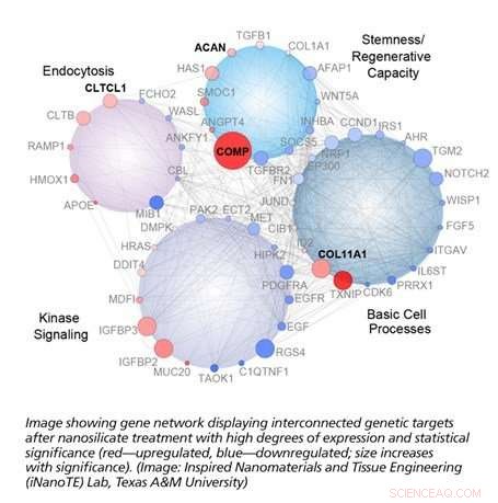 Flaxseed-Resembling Nanoparticles Enable Human Bone and Cartilage Tissue Growth