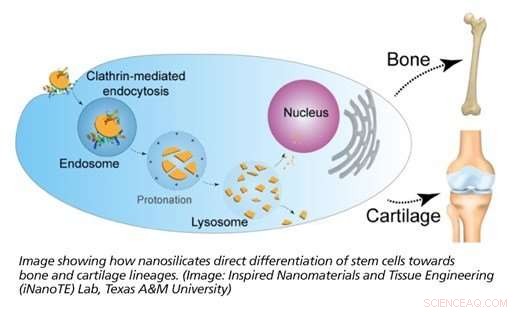 Flaxseed-Resembling Nanoparticles Enable Human Bone and Cartilage Tissue Growth