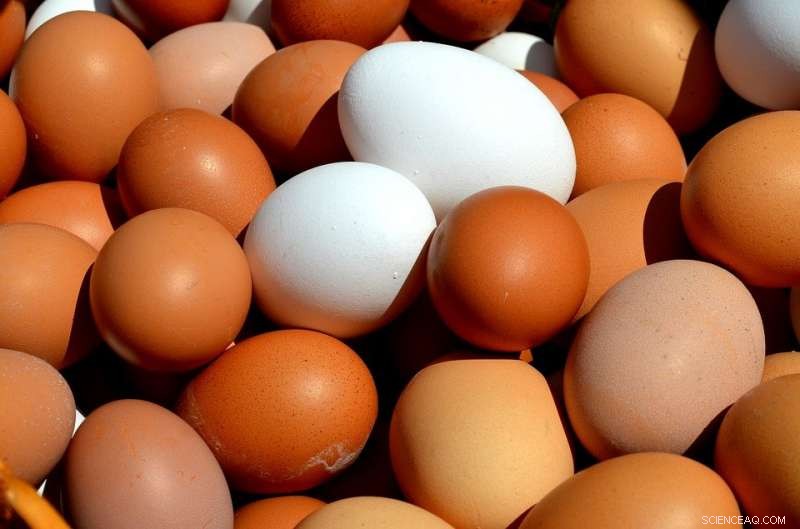 New Research Illuminates Eggshell Role, Promising Healthier, More Robust Eggs