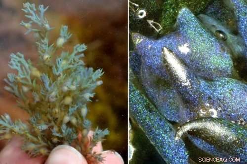 Scientists Uncover Novel Opal Formation in Common Seaweed