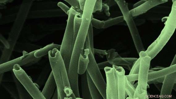 Revolutionary Targeted Delivery System for Anti-Cancer Drugs Promises Fewer Side Effects