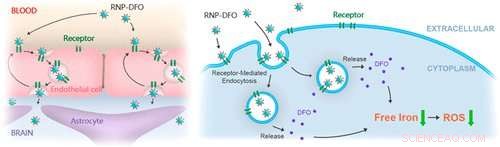 New Study Reveals Rabies Virus Mechanism as Potential Parkinson s Treatment