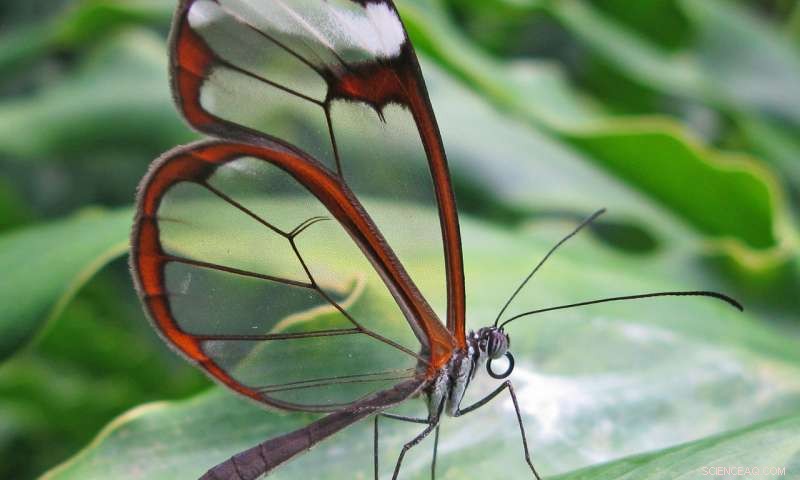 Caltech Engineers Create Butterfly‑Inspired Surface to Enhance Medical Implants
