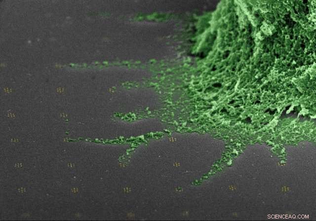 Geometry Drives T-Cell Activation: How Spatial Arrangement Triggers Immune Response