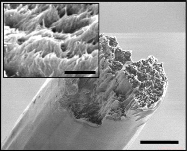 Cellulose Nanofibers Assemble into a Composite Exceeding Spider Silk Strength