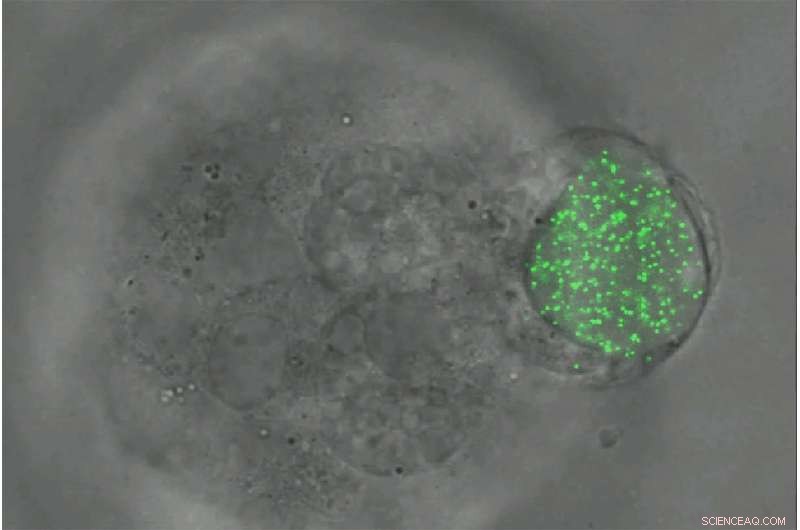 Elastic Microspheres Reveal New Insights into Embryonic Development and Cancer Cell Behavior