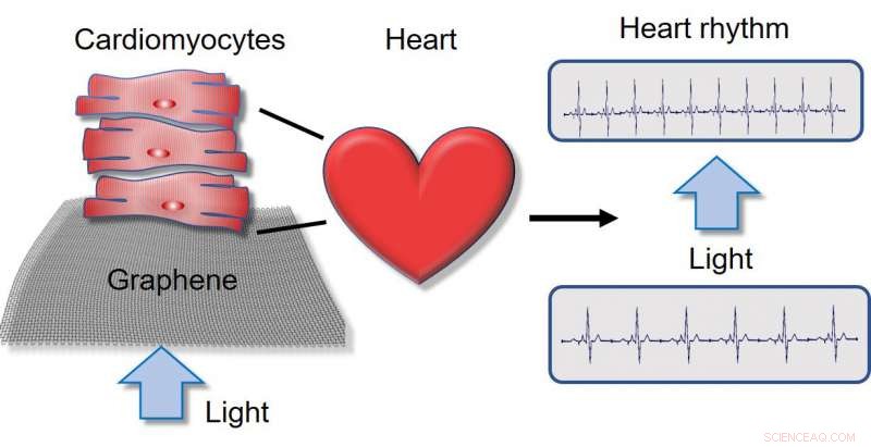 Researchers Remotely Control Lab‑Grown Heart Cells, Advancing Optical Pacemaker Development