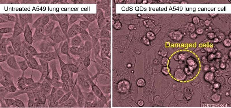 Tea Leaf‑Derived Nanoparticles Target and Destroy Lung Cancer Cells