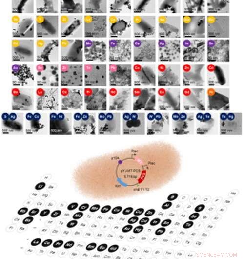 Harnessing Recombinant E. coli: A Biofactory for Diverse Nanomaterial Biosynthesis