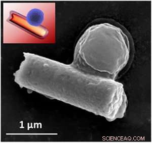 Engineered Nanorobots Use Ultrasound to Remove Bacteria and Toxins from Blood