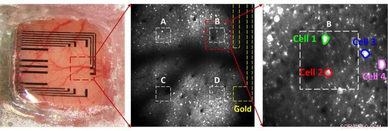 Enhancing Brain Probe Sensitivity: Platinum Nanoparticle-Coated Graphene Microelectrodes