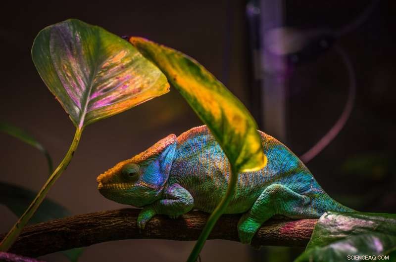 Chameleon-Inspired Nanolaser Dynamically Shifts Colors