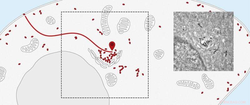 Tracking Proteins Inside Cells: Nanosensors Map Intracellular Delivery