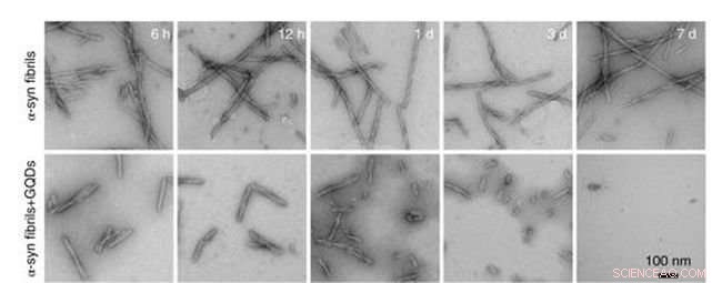 Quantum Dots Significantly Reduce Alpha‑Synuclein Fibrils in Parkinson s Mouse Models