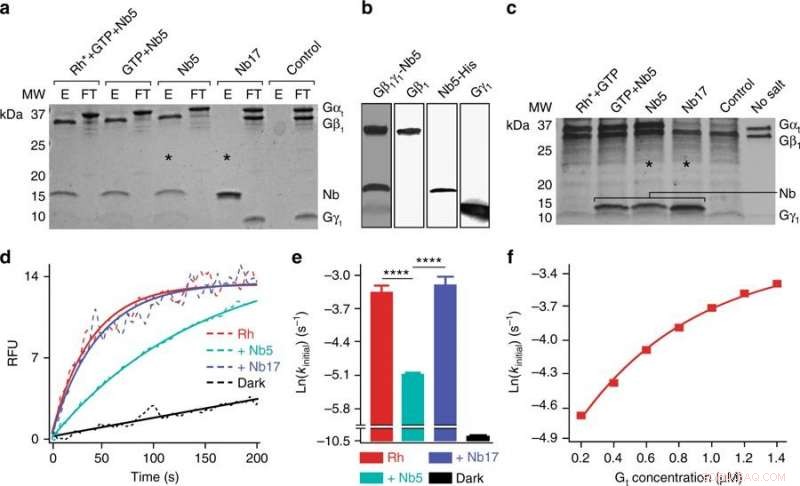 Llama-Derived Nanobody Offers New Hope for Treating Hard-to-Target Diseases