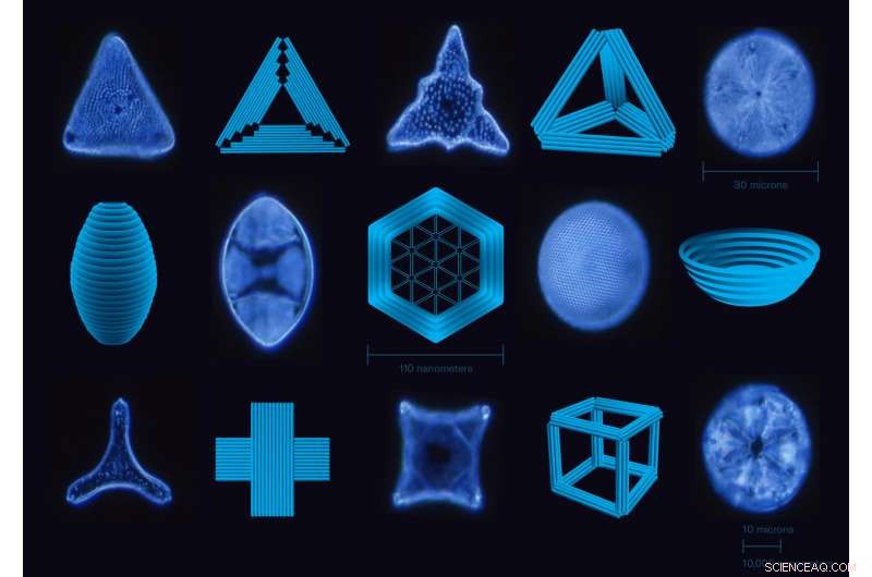 Unicellular Architects: Pioneering Nanotechnology with Diatom-Inspired Silica Structures