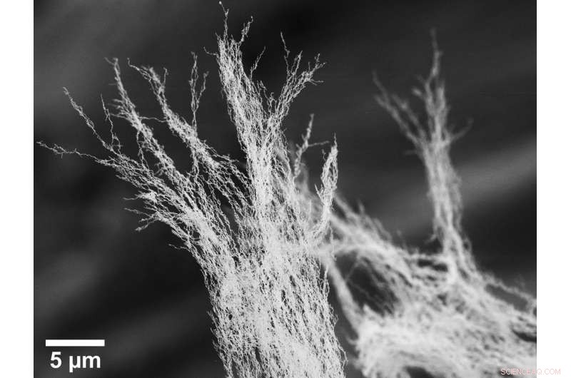 Efficient Hydrogen Production from Water Using Iron Nanotruss Electrocatalysis