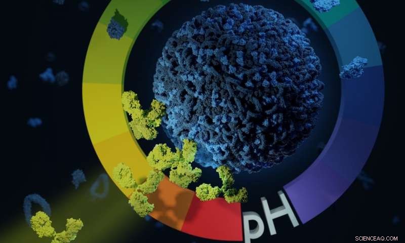 Targeting Headaches and Tumors with Nanocarrier‑Antibody Therapies