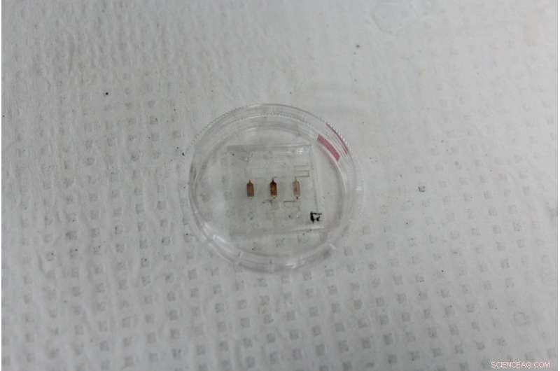 Nano-sized Traps Poised to Revolutionize Rapid Bacterial Infection Diagnosis