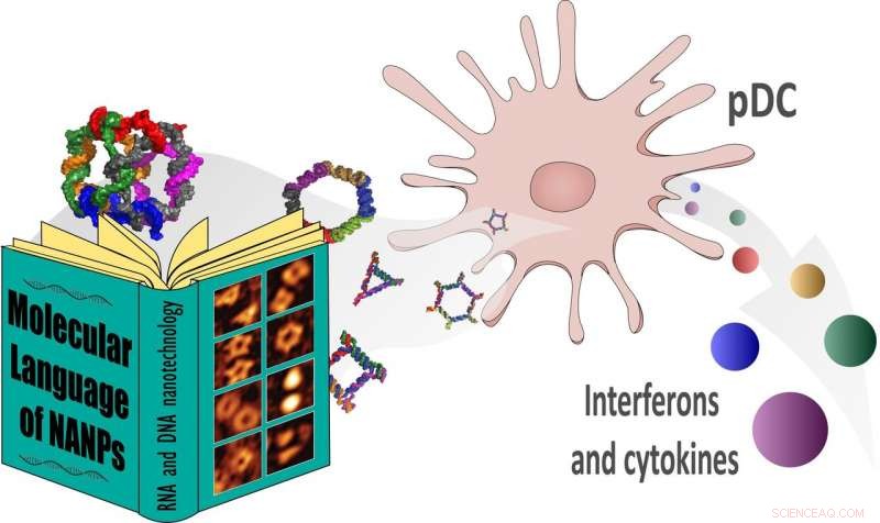 New Study Deciphers How the Immune System Recognizes Nucleic Acid Nanoparticles