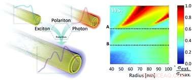 New Insights into Light‑Matter Interaction in Tungsten Disulfide Nanotubes