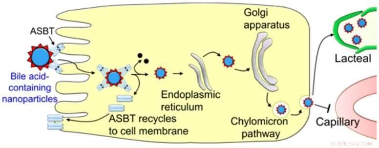 Proof‑of‑Concept Technique Positions Nanoparticles as Powerful Drug Delivery Platforms