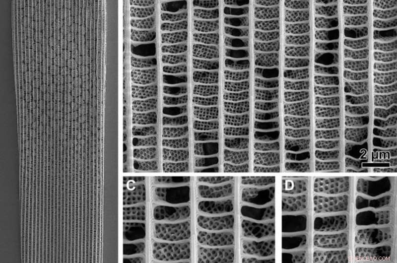 How Nature’s Nano‑Engineering Inspires Innovative Human Design: 5 Key Insights