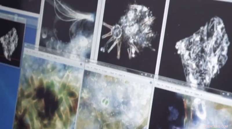 The Critical Role of Water in the Behavior of Metal Nanoparticles