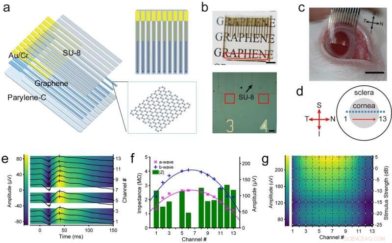 Graphene Corneal Contact Lens Delivers Robust, Irritation‑Free Topographic Electroretinography
