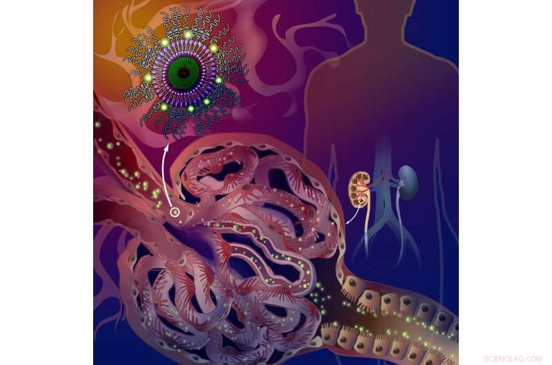 Nanoparticle Platform Targets Kidney Disease for Precision Drug Delivery