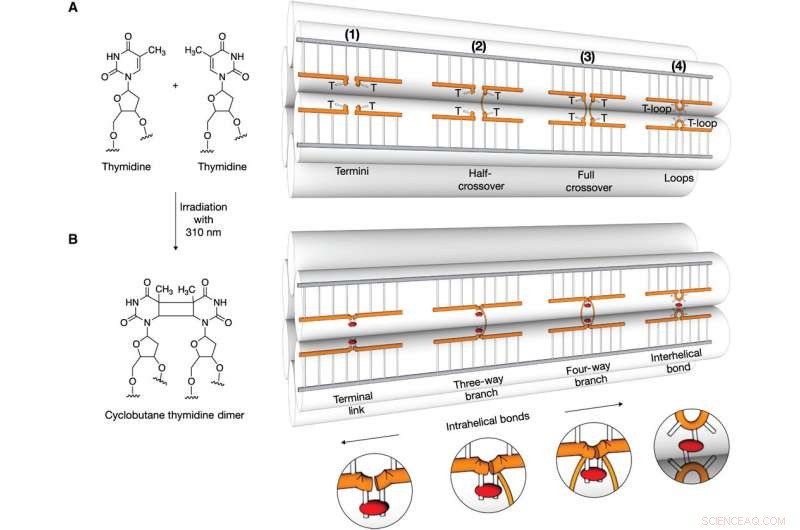Scientists Fortify DNA Nanostructures to Enhance Stability in Harsh Environments