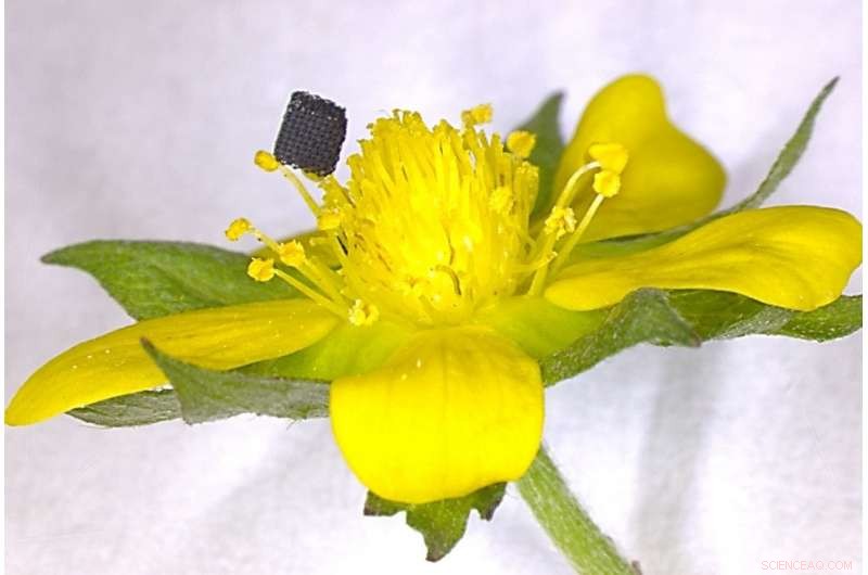 Virginia Tech and Lawrence Livermore Labs Achieve Breakthrough in 3‑D Printing Graphene, Earth’s Strongest Material