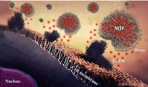 Polymer Antibodies Target Cancer Cells with High Precision and Potent Elimination