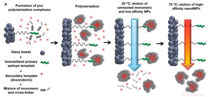 Polymer Antibodies Target Cancer Cells with High Precision and Potent Elimination