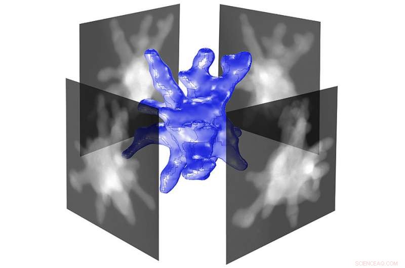 Detailed 3‑D Imaging of Gold Nanostars Revealed