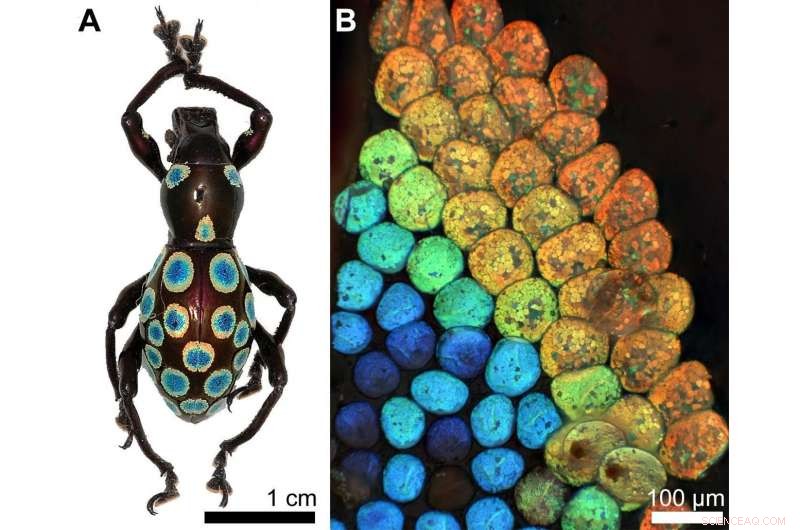 Scientists Uncover Novel Color-Making Mechanism in Rainbow Weevil