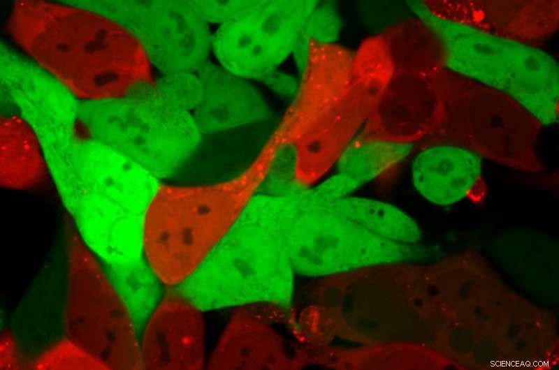 Red Glow Imaging Improves Identification of RNA-Delivery Nanoparticles