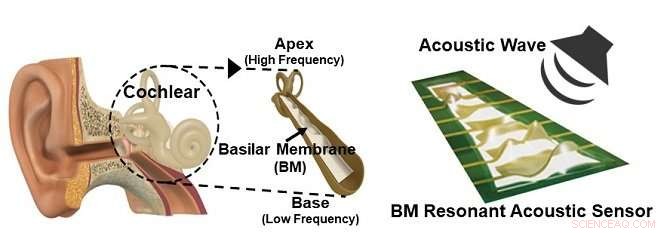 Advanced Flexible Piezoelectric Acoustic Sensors for Accurate Speaker Recognition