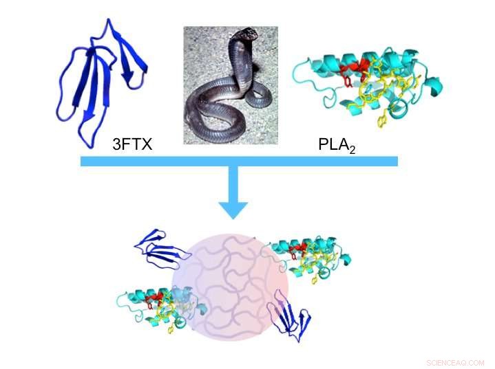 Nanoparticles Offer Breakthrough in Snakebite Treatment