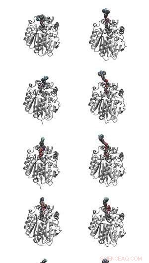 Fluorescent Probe Reveals Cellular Microviscosity Dynamics