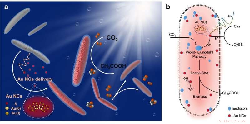 Harnessing Solar Energy: How a Gold-Attracted Bacterium Generates Renewable Fuels