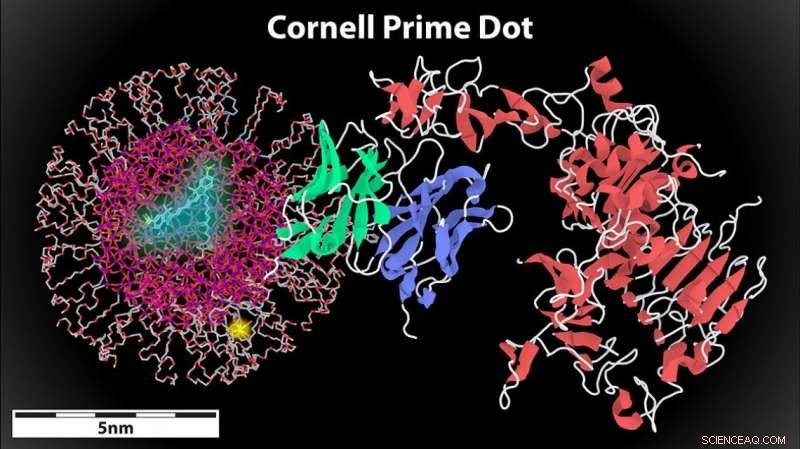 Cornell Prime Dots Armed with Antibodies: Breakthrough in HER2 Breast Cancer Targeting