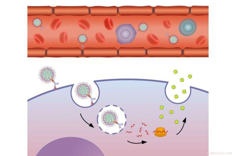 Breakthrough Biology-Nanotech Platform Delivers mRNA Precisely to Target Cells