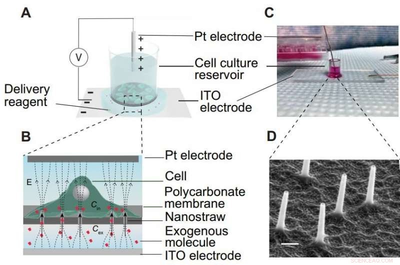 Nanostraws: Safe, Efficient Molecule Delivery into Human Cells