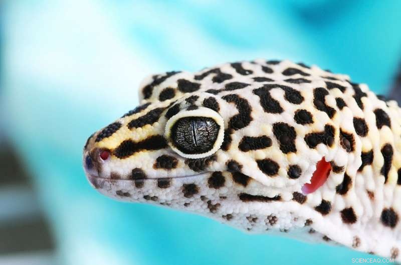 Stanford s Gecko-Inspired Tiny Light Detectors Mimic Ears for Precise Angle Sensing