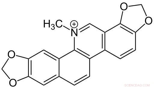 Sanguinarine: Nature s Powerful Nanotech Anticancer Agent from Bloodroot and More