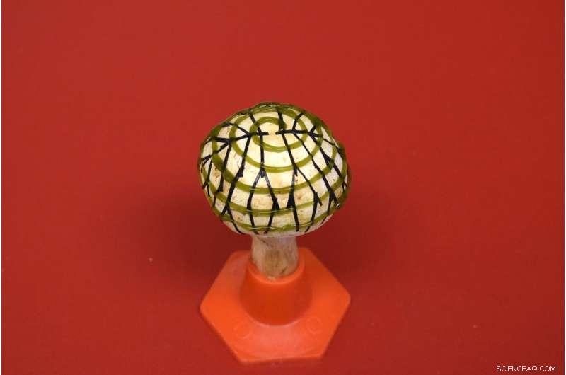 Bionic Mushrooms: Engineers Fuse Nanotech, Bacteria & Fungi for Electricity Generation